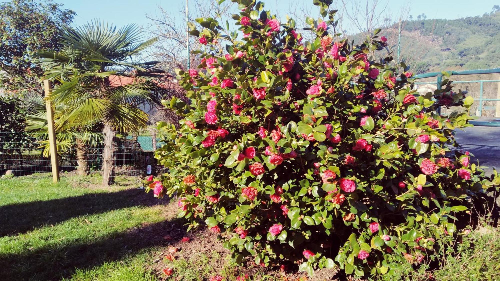 הוילה אורנסה Casa Iriana - Parking Gratis I Jardin I Barbacoa מראה חיצוני תמונה